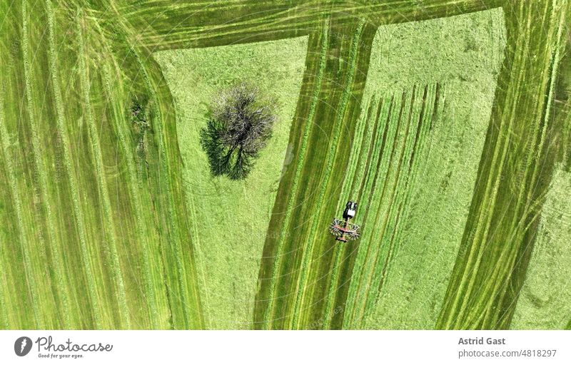 Luftaufnahme mit einer Drohne von einem Traktor bei der Heuernte auf einer Wiese mit Baum in Bayern luftaufnahme drohnenfoto traktor heuernte landwirtschaft