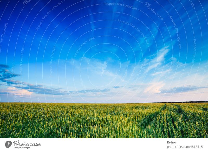 Green Wheat Field Blue Sky Agriculture concept agriculture air blue bright clouds countryside day early earth farm field fresh front grass green