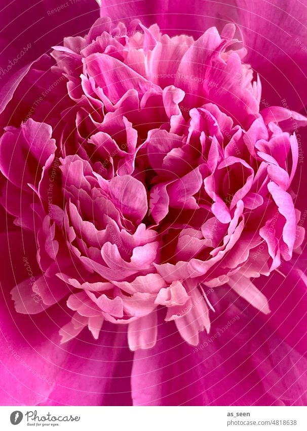 peony Peony pink Blossom Flower Pink pretty Colour photo Blossoming Close-up Spring Garden naturally Blossom leave Exterior shot Esthetic
