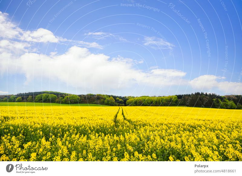 Yellow canola field with tire tracks agricultural sunny crop land organic rapeseed field outdoor blooming napus season horizon colza blue sky bright country