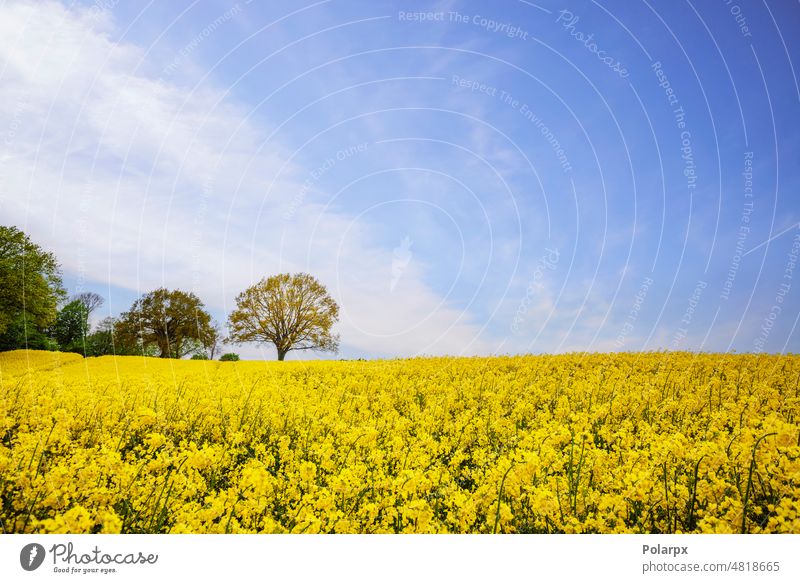 Yellow canola field on a sunny day diesel bio scandinavia farmland grass springtime gold color rapeseed field bloom denmark natural horizon crop scenery country