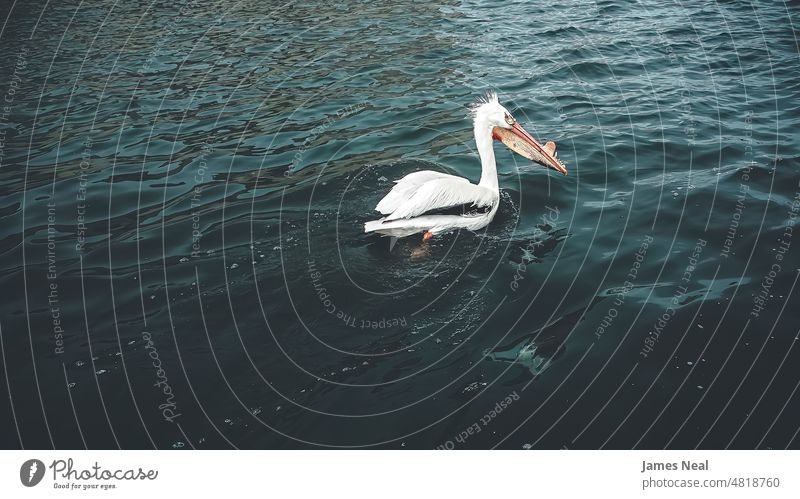 A pelican swims in the springtime river flock natural color pelecanus nature water day bill lake background flowing animal summer drone swimming photography