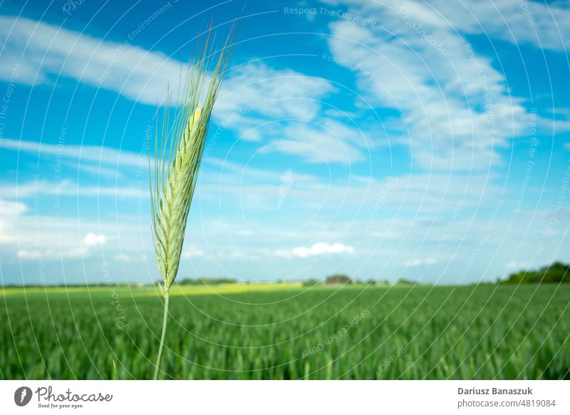 Large green ear of triticale against a field and sky grain rural fresh close up agriculture growth spring wheat cereal rye plant background farm harvest crop