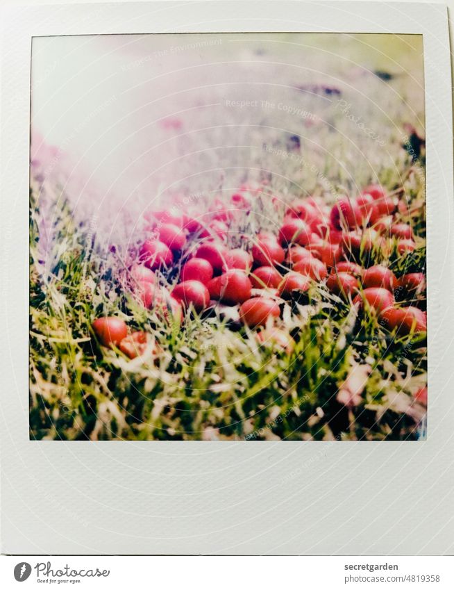 [PARKTOUR HH 2021] with us is good cherry eating cherries Polaroid Grass Ground Frame Delicious lightleak Mature Summer Fruit Red Food Exterior shot Green