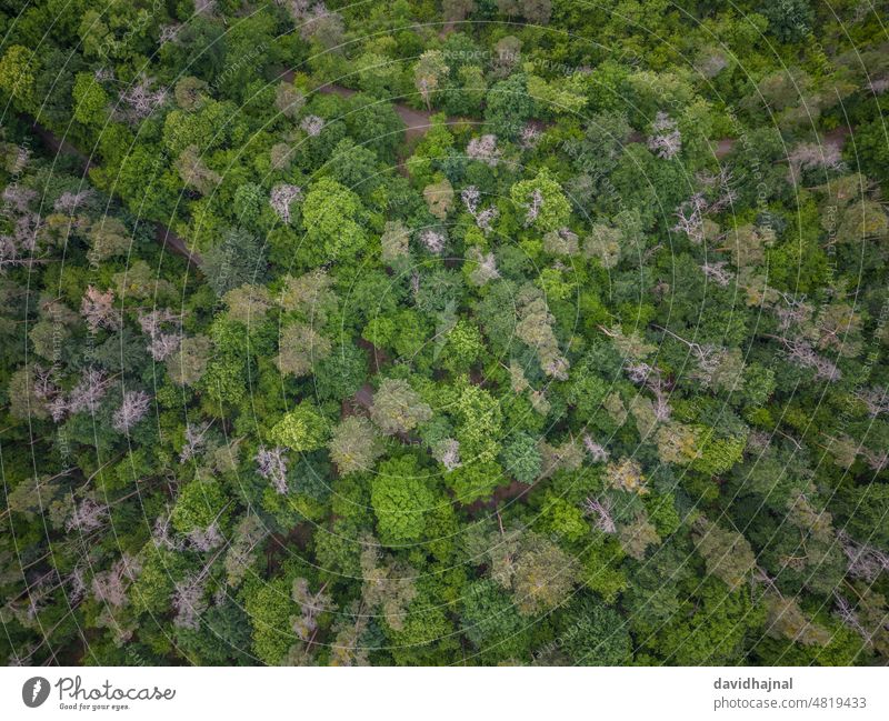Aerial view of a forest near Mannheim. Antenna Aerial photograph Forest Drone Tree Germany Europe Landmark Landscape Mountain Sky Nature Rock Valley cloud