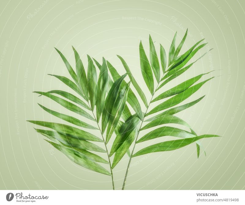 Tropical leaves at pale green background. tropical two palm front view botanical branch exotic flora leaf natural nature plant summer