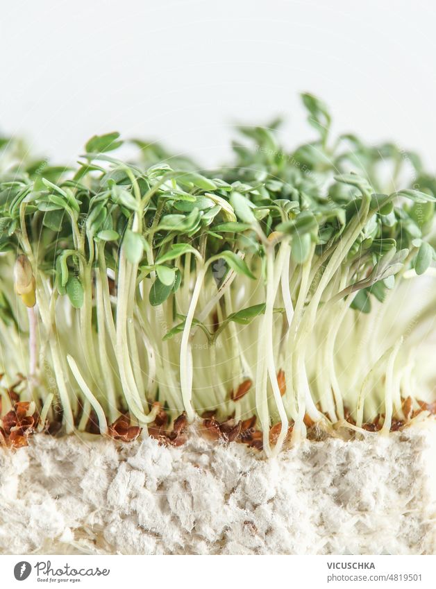 Close up of green sprouts growing at white background.