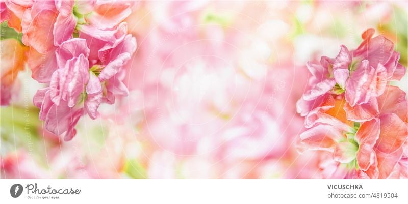 Floral background with colorful blooming flowers with natural sunlight. floral blurred beautiful spring summer nature front view banner bright backdrop beauty