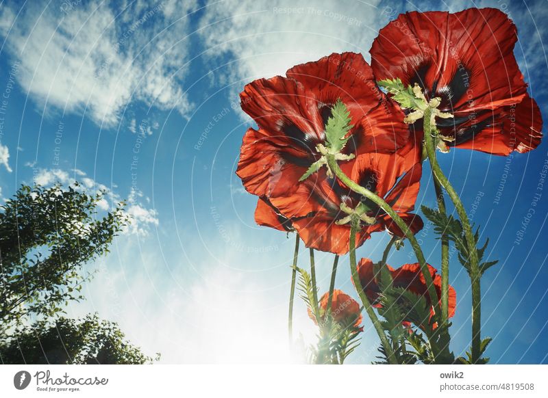 Cancan Corn poppy Poppy blossom Wild plant bright red red poppy Garden Flower meadow flora out view from below Close-up Exterior shot Detail Landscape