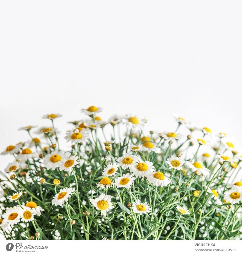 Daisies with green stems at white background. daisies natural floral setting blooming flowers summer front view garden flowers nature season spring yellow