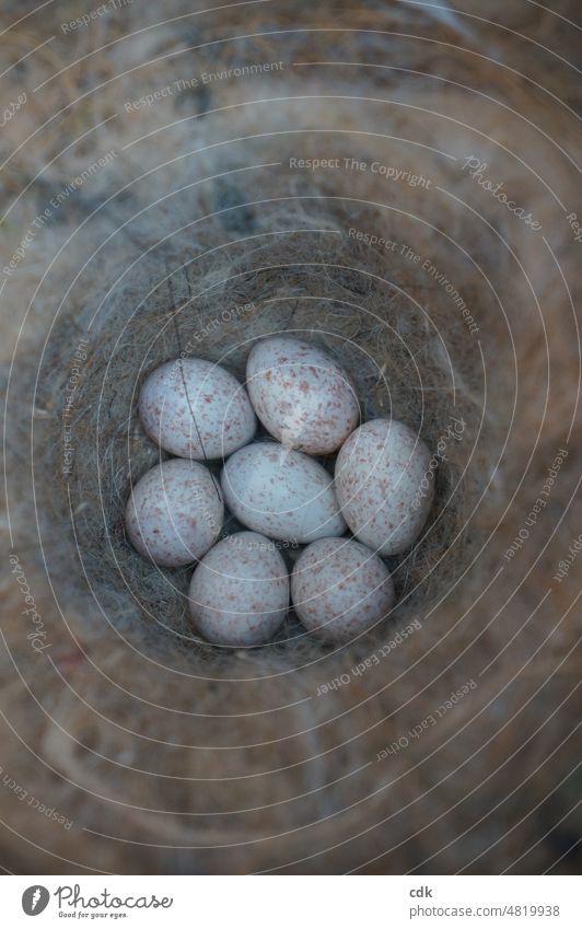 Bird nest with 7 eggs | Great tit clutch Bird's egg Nest bird's nest Bird's eggs 7 piece speckled bird eggs Close-up Spring White Pink Small Delicate real