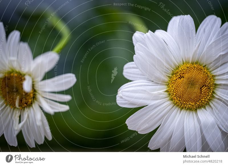 Two daisies Flower flowers Summer Nature Plant Blossoming Garden Exterior shot Macro (Extreme close-up) Colour photo togetherness blossom flowering flower White