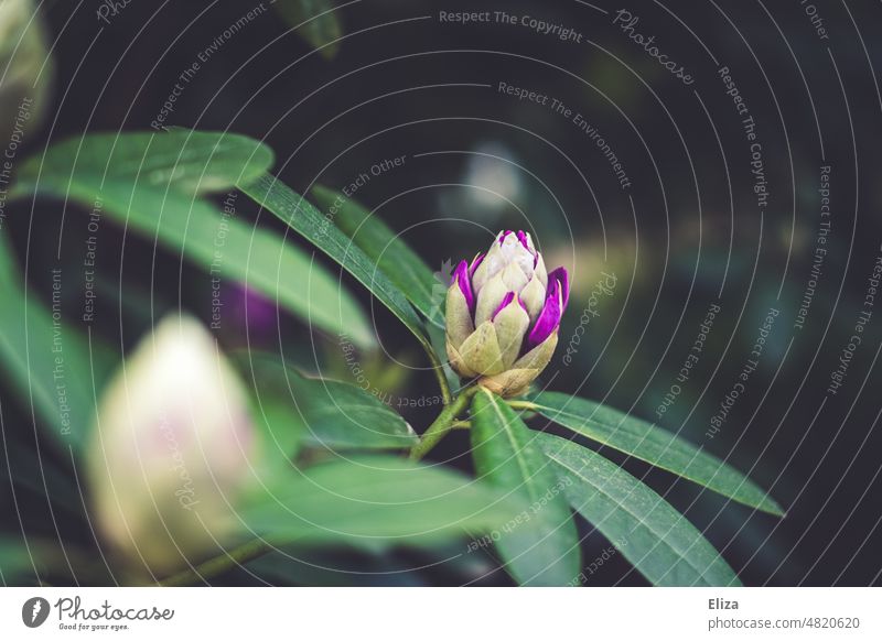 [hansa BER 2022] Slowly opening purple flower of a rhododendron. Plant Flower blossoms shrub Green Nature Blossom Garden Spring Violet flora bud Rhododendrom