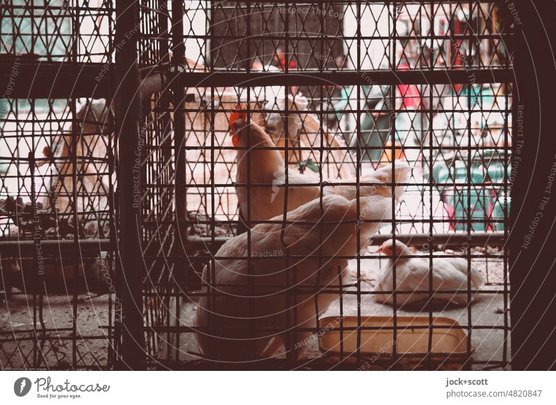 Chickens must be behind bars Barn fowl Rooster Farm animal Keeping of animals Cage Bird Group of animals Poultry Environment Silhouette Authentic Mombasa Kenya