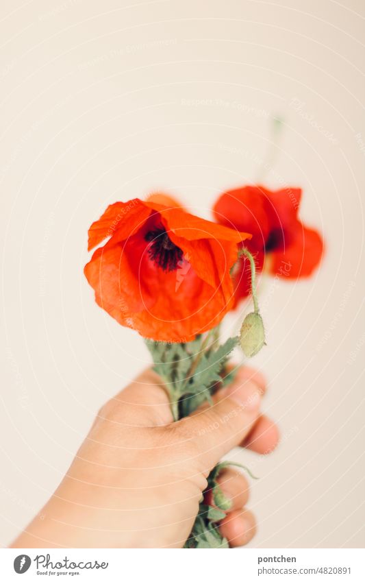 One hand holding a small bouquet of poppies against white background flowers Bouquet Hand stop present fragile Plant Nature Considerate Red Green Blossom Summer