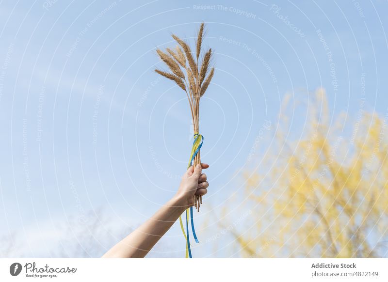 Faceless lady holding spikelets tied with Ukrainian flag ribbons under blue sky woman ukrainian wheat peace demonstrate nature patriot freedom bunch yellow