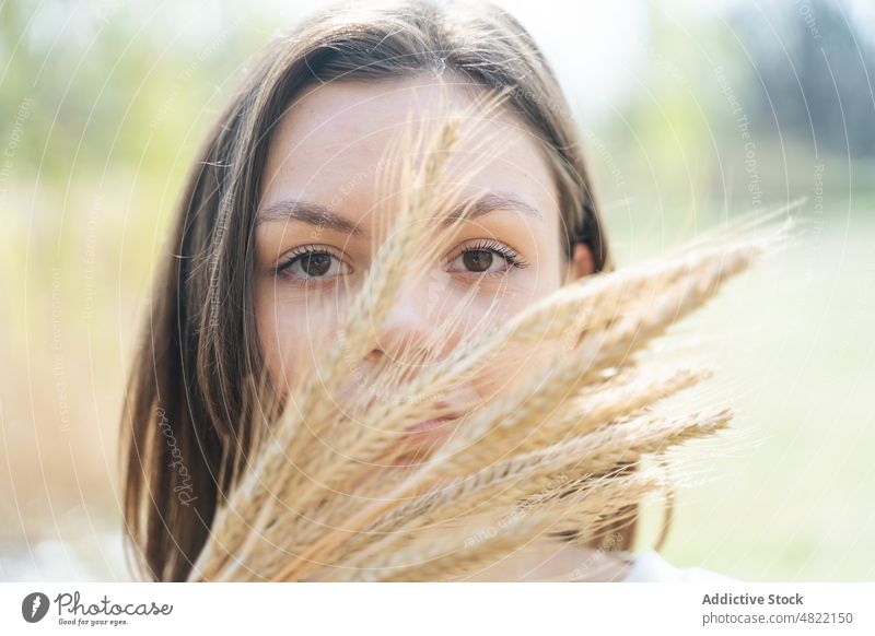 Calm female looking at camera through bunch of spikelets in nature woman wheat calm portrait countryside feminine plant peaceful pensive unemotional young