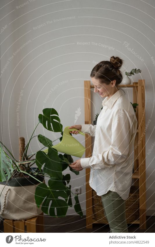 Woman watering Swiss cheese plant woman swiss cheese plant monstera deliciosa leaf care botany fresh potted growth female white shirt foliage home watering pot