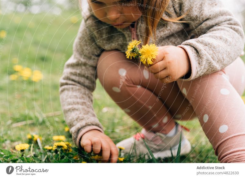 Adorable child picking dandelions on grassy meadow in park curious adorable nature flower girl childhood collect flora kid casual blond tree forest haunch field
