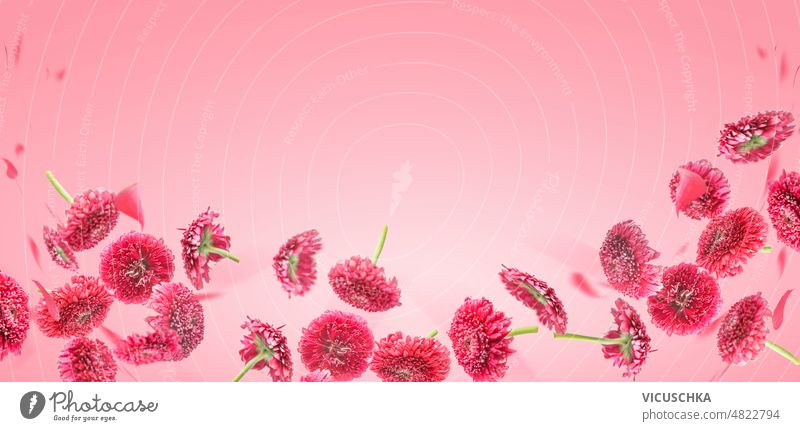 Floral background with flying falling pink flowers and petals at pale rose backdrop. floral front view border copy space banner frame pattern design nature