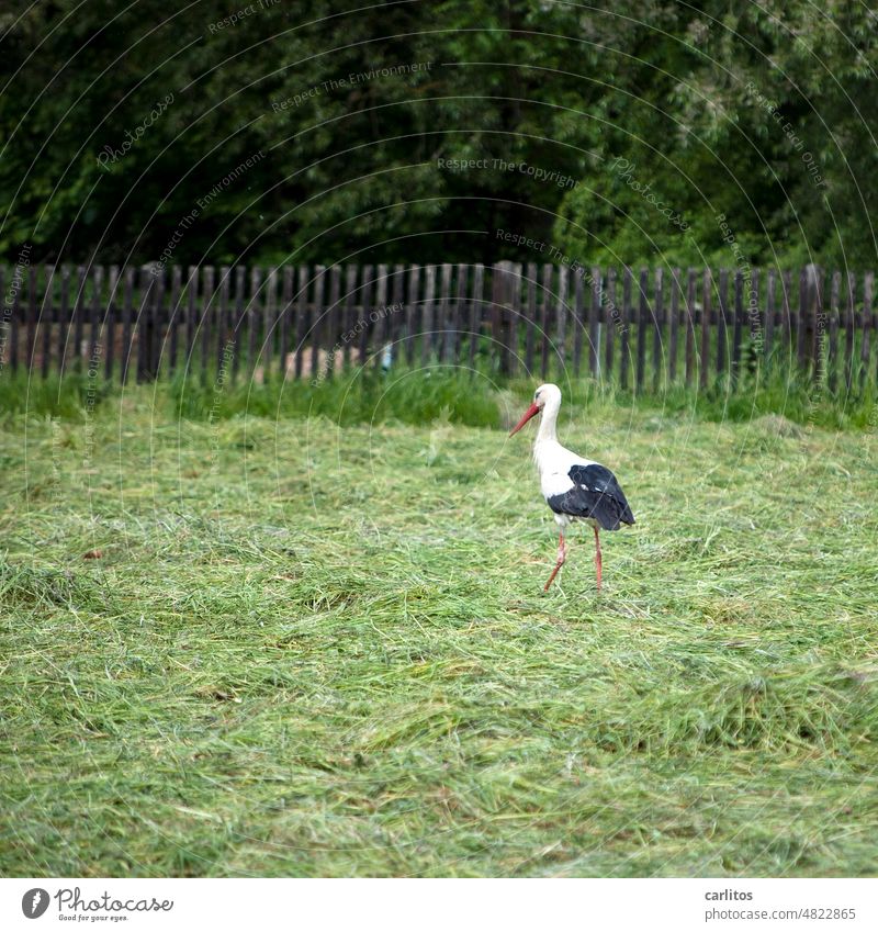 The storks are free, no one wants to fry them .... Stork Fairy tale Stories Narratives Babies young generation Proverb Frying Bird Meadow Nature Wild animal