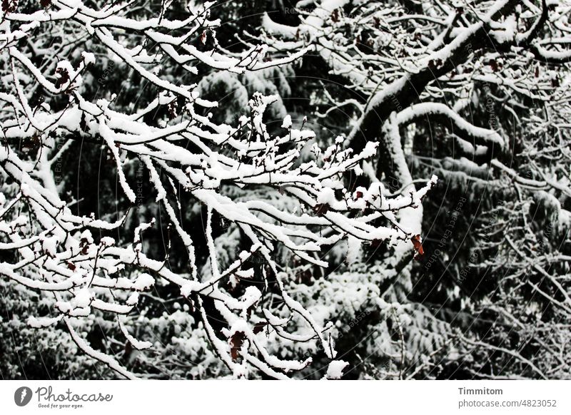 Beautiful cold branches Cold Winter Snow Tree Branchage Bushes Contrast Colour photo Bright Dark lines shape Nature Exterior shot Twigs and branches Deserted