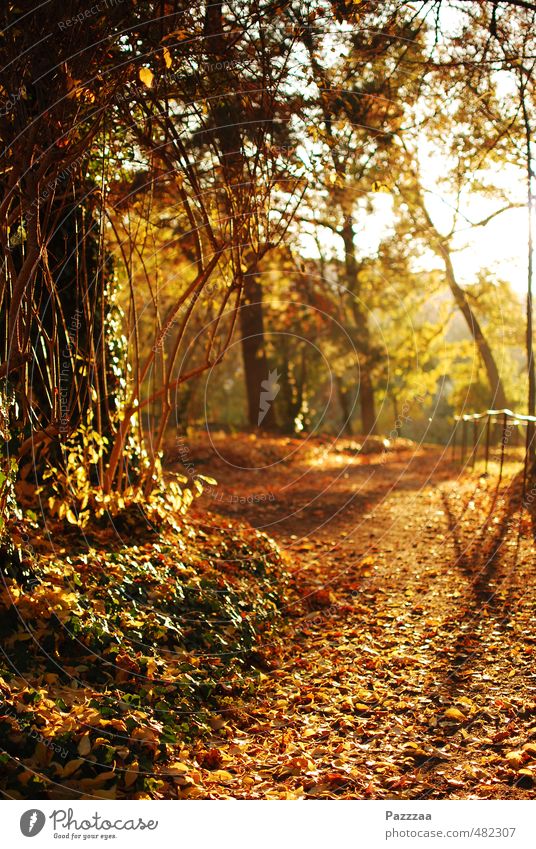 An idyll free of foliage vacuum cleaners Relaxation Calm Garden Autumn Plant Park Brown Yellow Gold Leaf golden autumn Colour photo Exterior shot Deserted