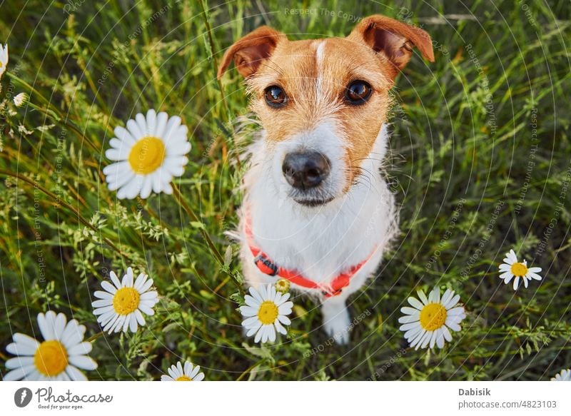 Cute dog portrait on summer meadow with green grass pet spring flower garden happy field person adorable lawn cute good landscape nature outdoor puppy animal