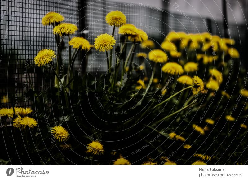 more dandelions. Soft. yellow flowers fence garden blossom spring nature row spring flowers daylight blurriness naturally romantic blooming spring flowers