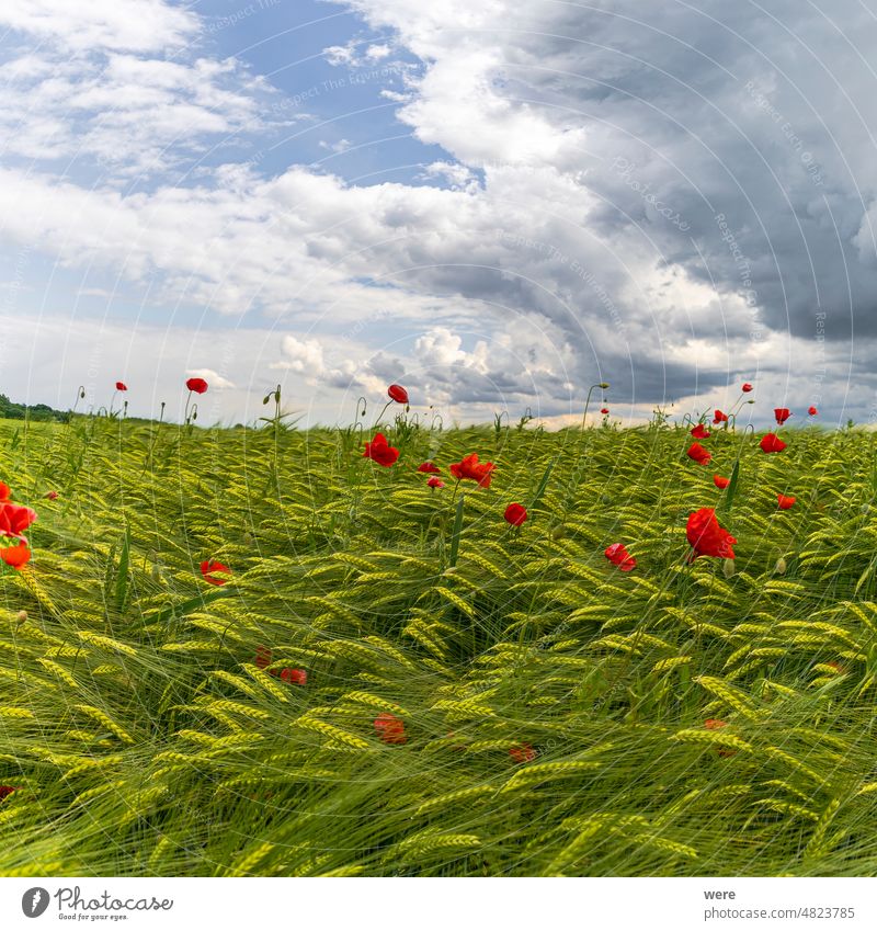 red poppy blossoms on an unripe grain field under a cloudy sky with thunderstorm atmosphere Blossoms Rainstorm climate change clouds copy space damage