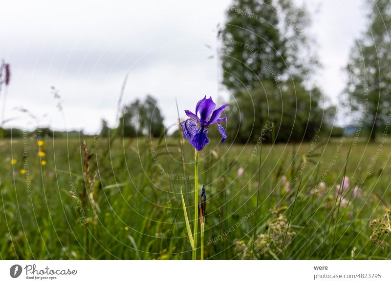 Blue Siberian iris on the protected litter meadows on the southern shore of the Ammersee in Bavaria Blossoms Iris sibirica Siberian flag bavaria blooming blue