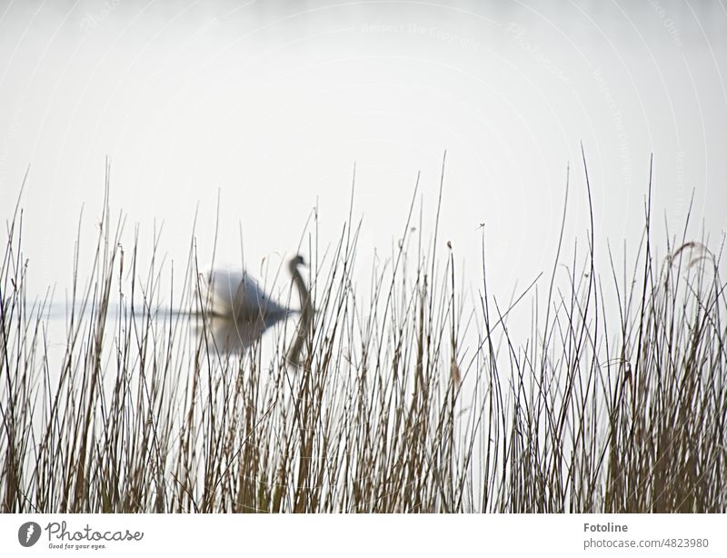 Majestically a swan swims along behind dried reed grass. Swan Water Bird Lake Animal White Elegant pretty Pride Neck Exterior shot Esthetic be afloat