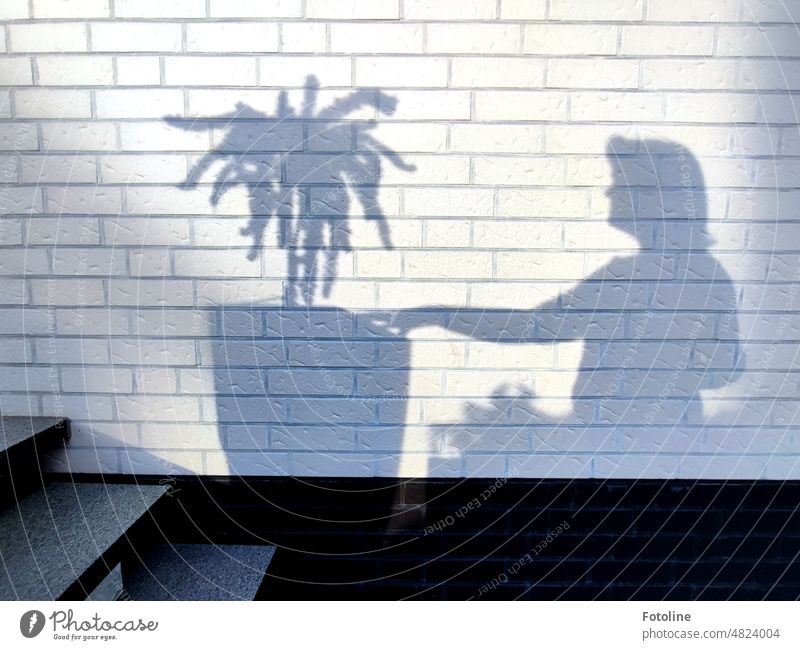 She checks whether the rosemary bush has enough water. The whole scene is cast as a shadow on the white brick wall of the house. Shadow Woman Light Black White