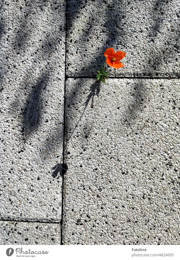 With all its might, the little poppy squeezed through the cracks between the sidewalk slabs, casting a long shadow in the sunlight. poppy flower Poppy
