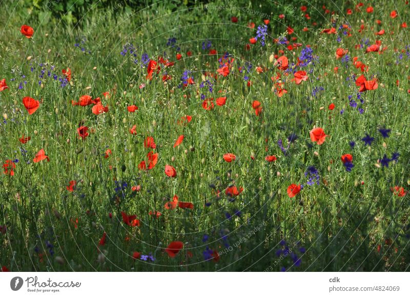 Summer meadow | blossom | red corn poppy in the sunlight. Meadow summer meadow Corn poppy Red Blue Violet colored variegated vigorously come into bloom pretty