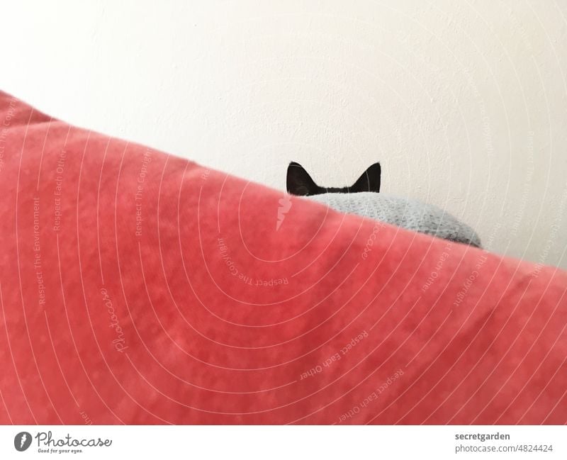 search picture Cat Sofa Hide Hiding place Red Gray White Black hangover Pet Minimalistic ears Brash Cute Cuddly Observe Domestic cat Material Cloth Cushion