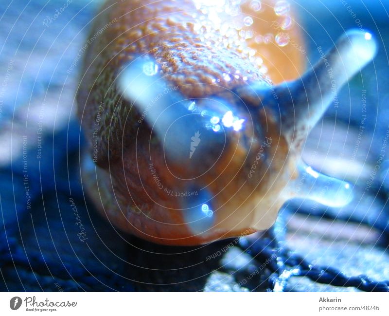 blue slug hour Feeler Autumn Vulnerable Blue Snail Garden