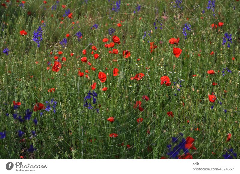 Flower meadow | green-red-blue | corn poppy in full bloom. summer meadow blossom come into bloom Red Blue purple Green variegated colored flowers blossoms