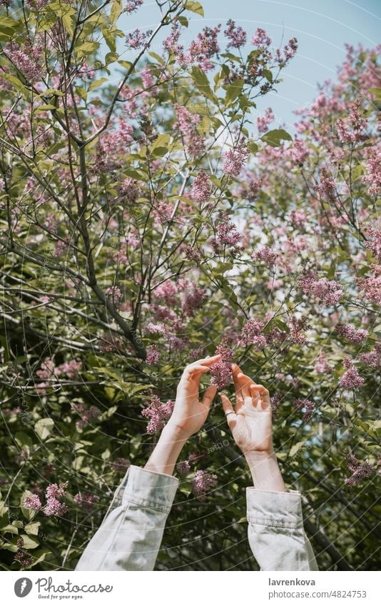 Female hands raised up in front of flowering tree woman girl flowers forest nature female outdoors blooming recreation woods outside in the air denim arms