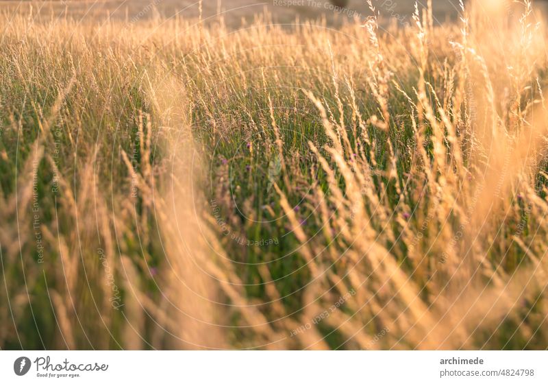 Wheat field at sunset agriculture background cultivation farm gold grass harvest landscape leaf light nature nobody plant simple stem sunlight wheat wild