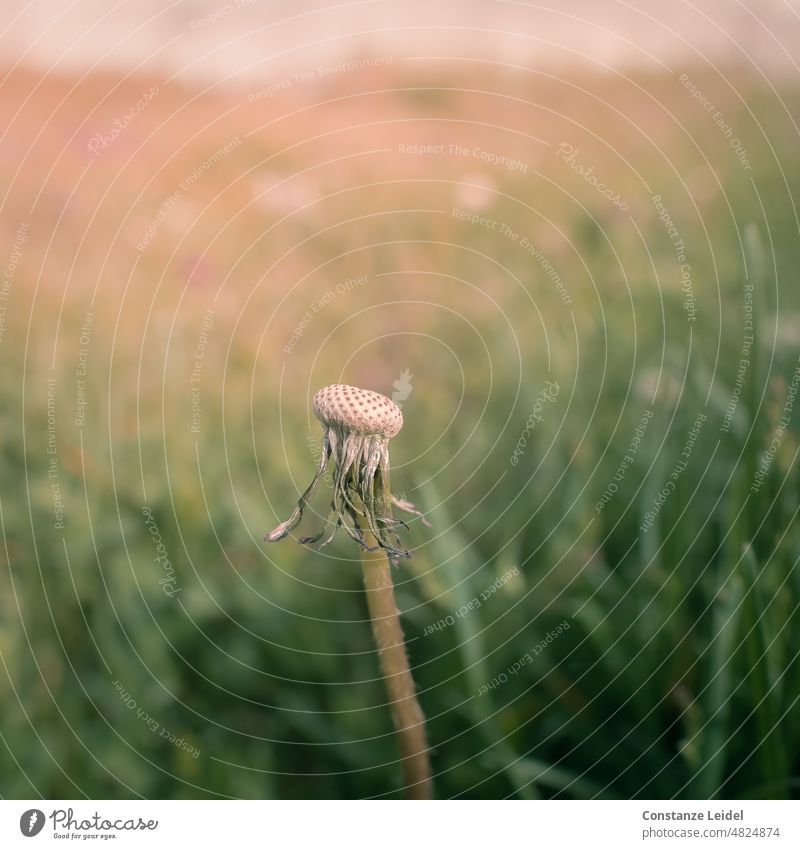 Stem from withered dandelion in front of blurred meadow. Transience Old Exterior shot Deserted Dandelion Colour photo Nature Plant Flower Close-up Spring Sámen
