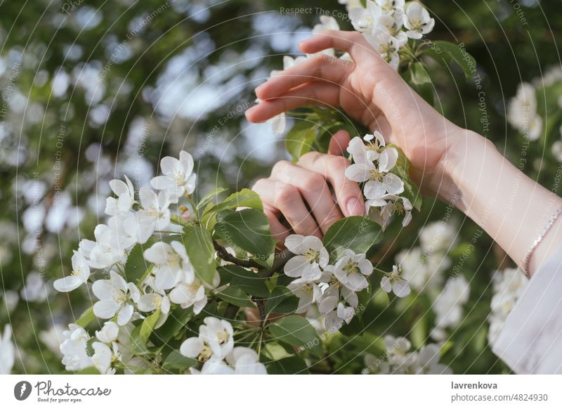 Female hands raised up in front of flowering tree natural petal cherry plant blossom arms blooming bokeh colorful environment female flowers forest girl