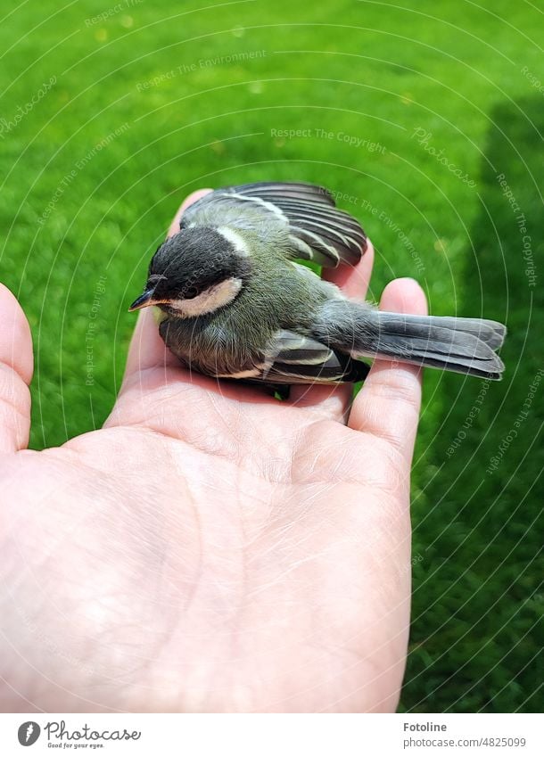 The little great tit had just flown against a window pane. I took care of her until she was fit again and flew away. Tit mouse Bird Nature Animal Exterior shot