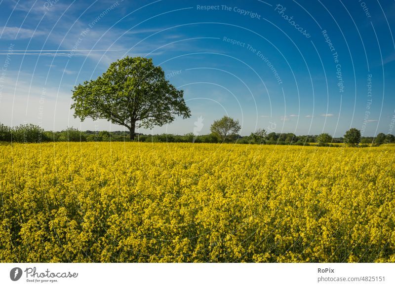 Rape field on a sunny spring day. Canola field Agriculture acre Flower Plant Landscape Manmade landscape Nature Cornfield flower Field Grain blossoms