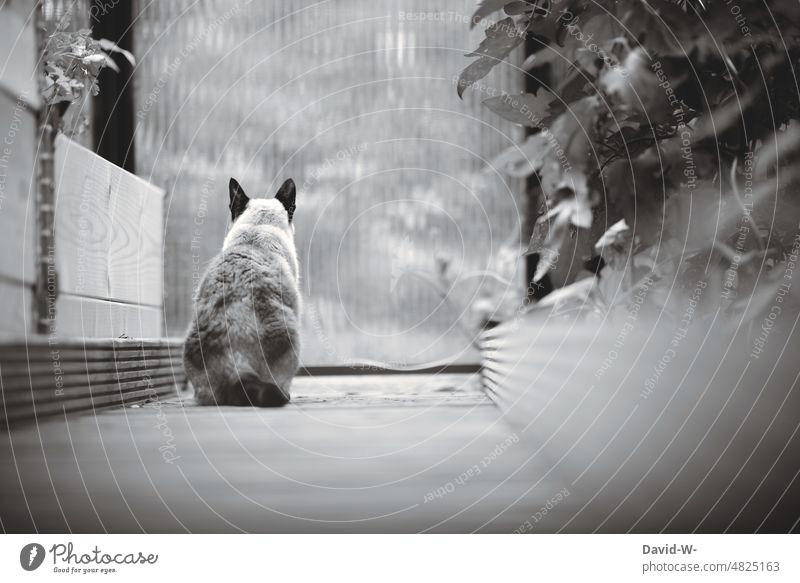 colorless - cat seen from behind Cat colourless Rear view tranquillity observantly Siamese cat Black & white photo plants Greenhouse