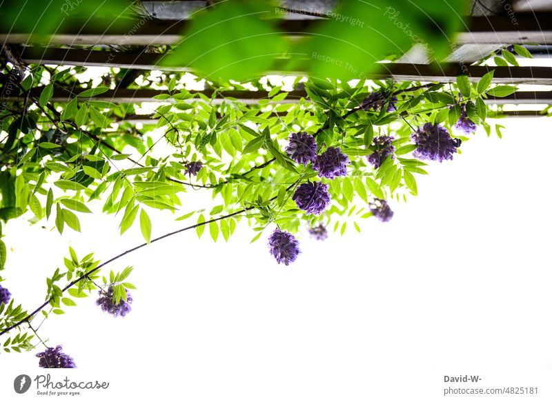 Blue vine on a trellis from the frog's perspective Blue rain Plant Worm's-eye view wax Wisteria Growth venomously Nature Green Environment Cordon