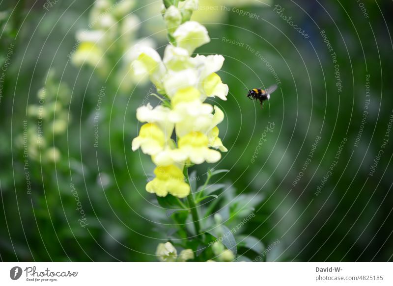 Bumblebee on the way to the flower insects Flower Nature Blossom Environment Summer Insect Useful Experiencing nature nature conservation Bumble bee Yellow