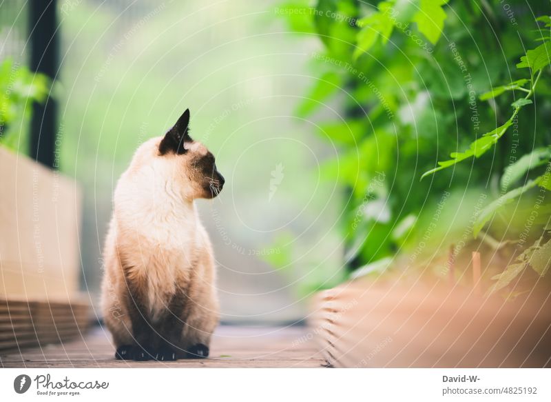 Siamese cat in green with view to the side Cat View to the side Observe Elegant Smooth Beauty & Beauty Green plants Majestic pretty Greenhouse Garden Nature