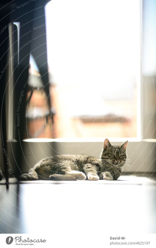 Cat in the sunlight in the apartment Ground Lie Sunlight Observe Domestic cat Pet Animal at home Flat (apartment)