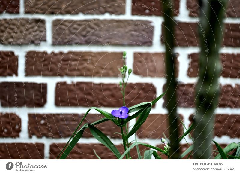 Wall flower. Small purple flower with green leaves and buds in front of wall in brick design. Three master flower wallflower Flower Blossom Plant Nature